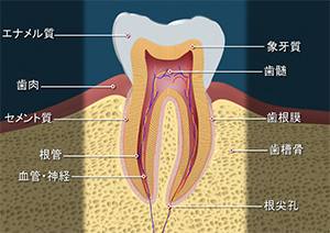歯の構造の画像